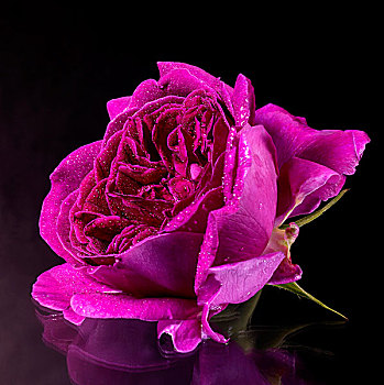 湿,紫色,玫瑰花