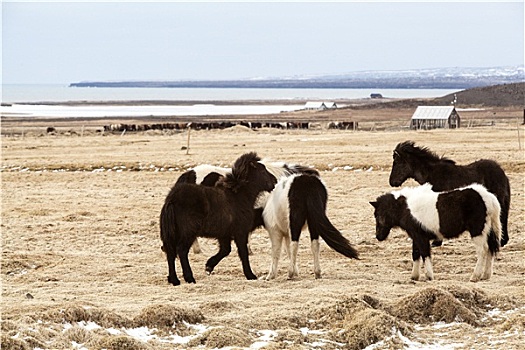 牧群,冰岛马