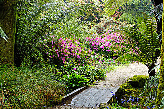 花,杜鹃属植物,桫椤,花园,康沃尔,英格兰,英国