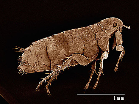 电子显微扫描图,头部,跳蚤