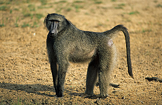 狒狒,站立,地面,纳塔耳,南非,非洲