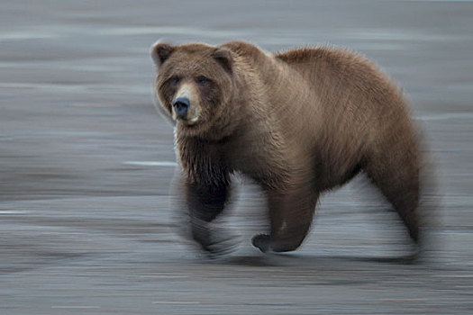 大灰熊,棕熊,克拉克湖,国家公园,阿拉斯加