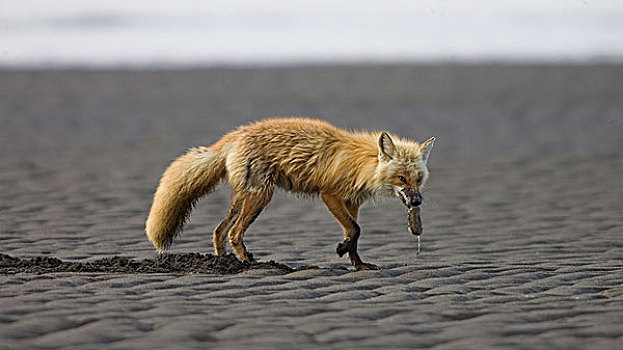 红狐,狐属,卡特麦国家公园,阿拉斯加