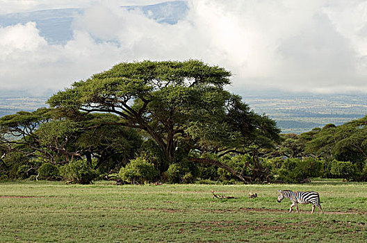 非洲,肯尼亚,安伯塞利国家公园,斑马,小路
