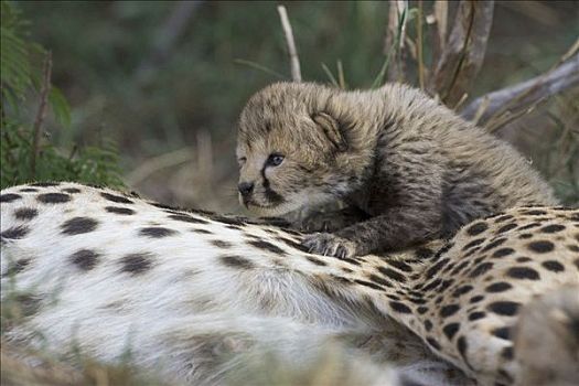 印度豹,猎豹,十一,白天,老,幼兽,攀登,母兽,马赛马拉,自然保护区,肯尼亚