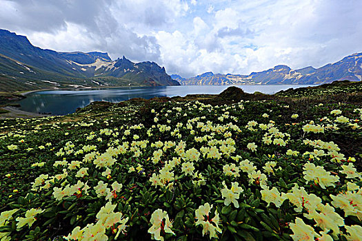 长白山高山杜鹃