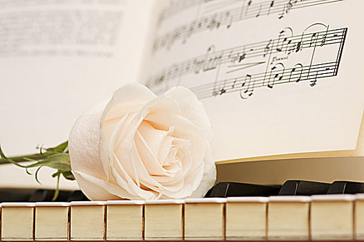 浪漫,概念,白色蔷薇,钢琴,按键