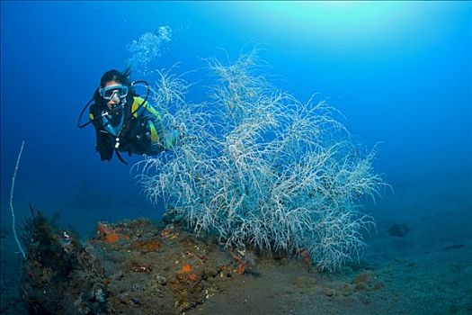 潜水者,后面,黑色,珊瑚,印度尼西亚,东南亚