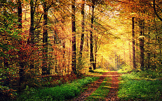 秋日树林,风景,光线,暖光
