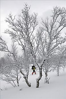 长途,滑雪,雪中,遮盖,风景,瑞典