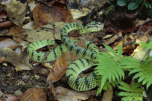 有毒,蛇,低地,雨林,丹浓谷保护区,沙巴,马来西亚