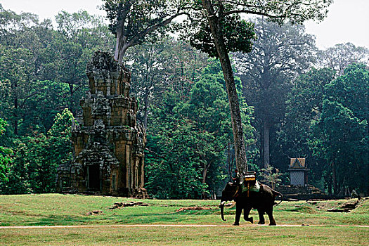 柬埔寨,收获,大象,地面