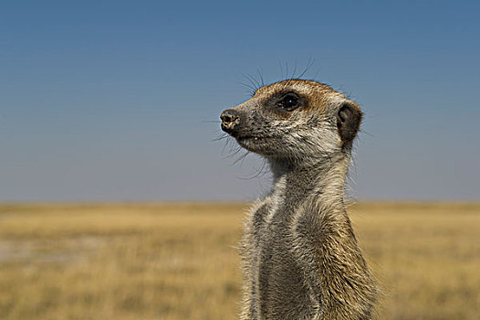 猫鼬,细尾獴属,马卡迪卡迪盐沼,卡拉哈里沙漠,博茨瓦纳