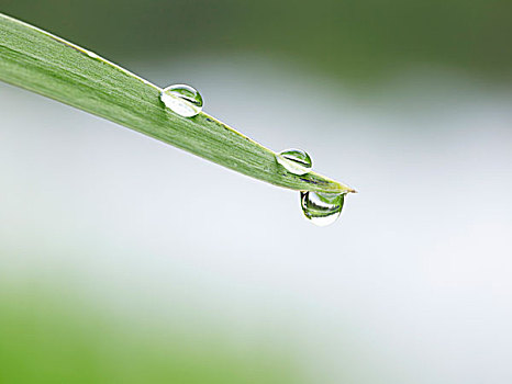 水滴,草叶,特写