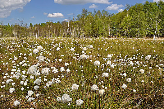湿地,自然,自然保护区,石荷州,德国,欧洲