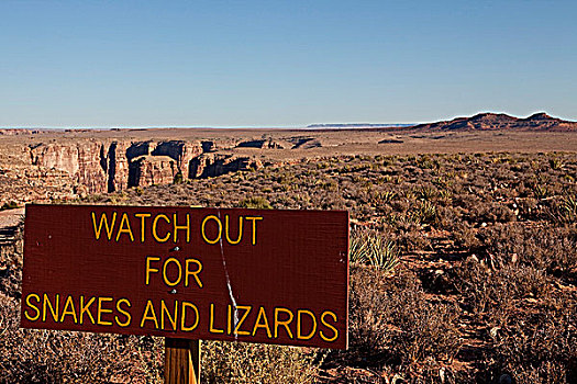 美国,亚利桑那,靠近,莫哈韦沙漠,标识,蛇,蜥蜴