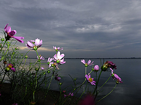 淀山湖的格桑花