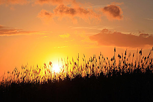 日落,后面,甘蔗,植物,毛里求斯,非洲