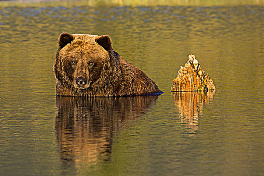雌性,棕熊,淹没,水中,阿拉斯加野生动物保护中心,阿拉斯加,夏天,俘获