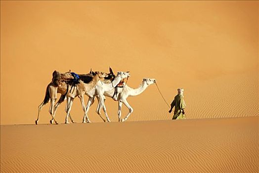 柏柏尔人,三个,白色,骆驼,后面,沙丘,利比亚
