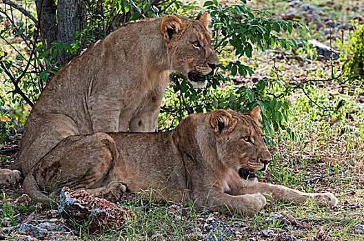 幼兽,狮子,纳米比亚,非洲