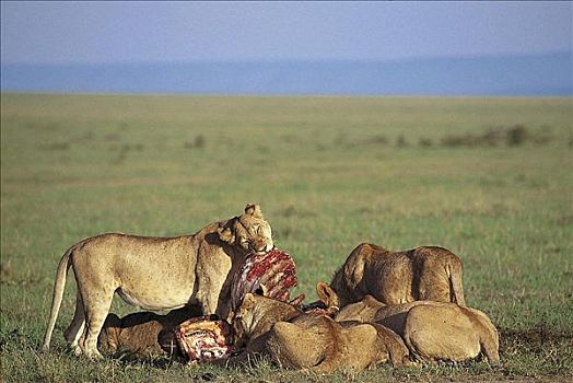 狮子,畜体,水牛,猫科动物,哺乳动物,马赛马拉,肯尼亚,非洲,动物
