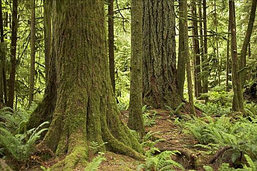 树,省立公园,温哥华岛,不列颠哥伦比亚省,加拿大