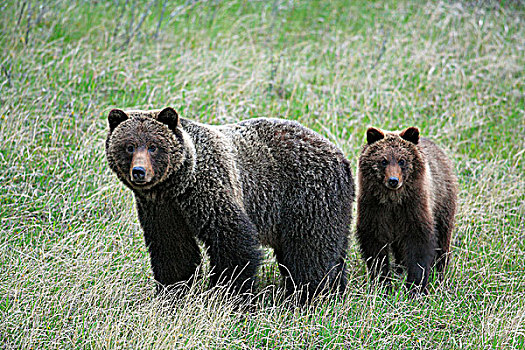 大灰熊,棕熊,母熊,幼兽,加拿大西部