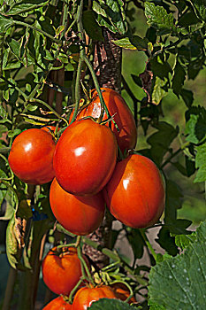 成熟,犁形番茄,灌木