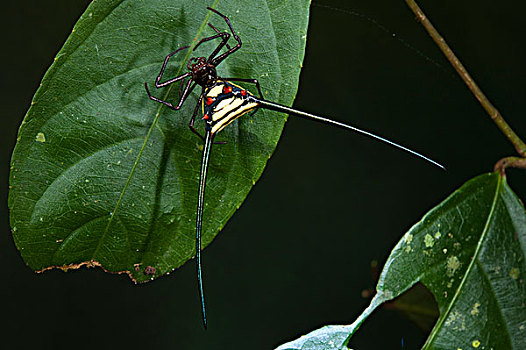 蜘蛛,国家公园,亚马逊河,厄瓜多尔