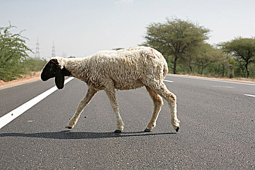 一个,绵羊,穿过,道路