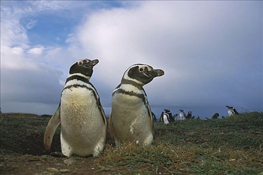 麦哲伦企鹅,小蓝企鹅,伴侣,生物群,巴塔哥尼亚,智利