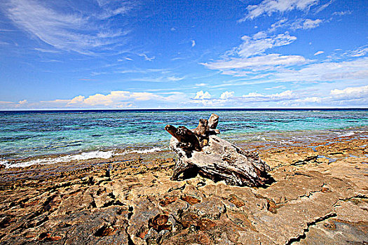 树桩,海滩,荆棘,群岛,巴布亚新几内亚