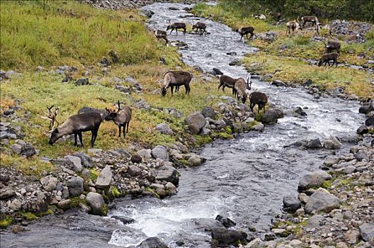 北美驯鹿,驯鹿属,牧群,放牧,河谷,堪察加半岛,俄罗斯