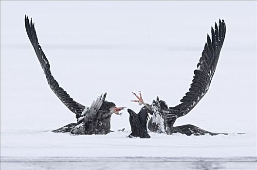 虎头海雕,幼小,争斗,堪察加半岛,俄罗斯