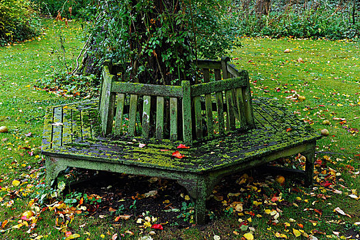 苔藓密布,六边形,长椅,苹果树,秋天,梅克伦堡前波莫瑞州,德国,欧洲
