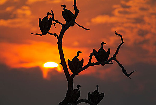 白背兀鹫,白背秃鹫,日落,休息,树,乔贝国家公园,博茨瓦纳,非洲