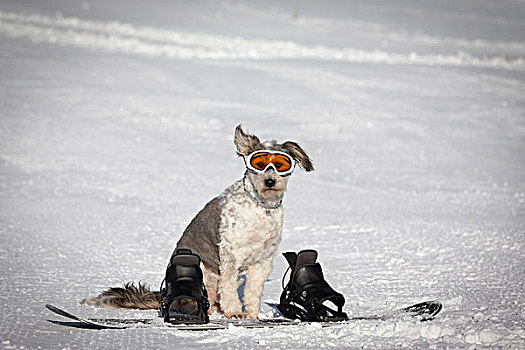 狗,雪,护目镜,坐,后面,滑雪板,雪地,意大利,欧洲
