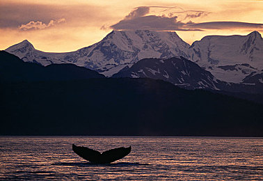 鲸类图片