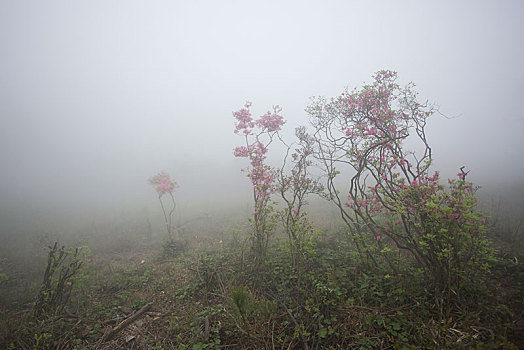 山,映山红,杜鹃,花,春天,春色,雾,朦胧,氤氲,树枝,柔美,梦幻