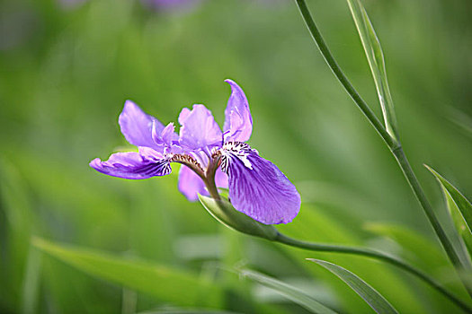 鸢尾花