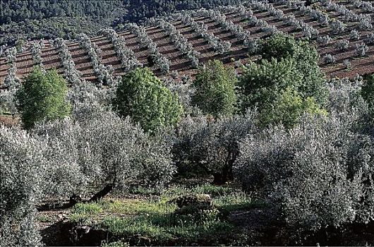 橄榄,树,种植园,地点,农业,安达卢西亚,西班牙,欧洲