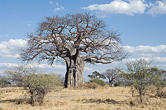 猴面包树,树,多刺,塔兰吉雷,公园,坦桑尼亚,非洲