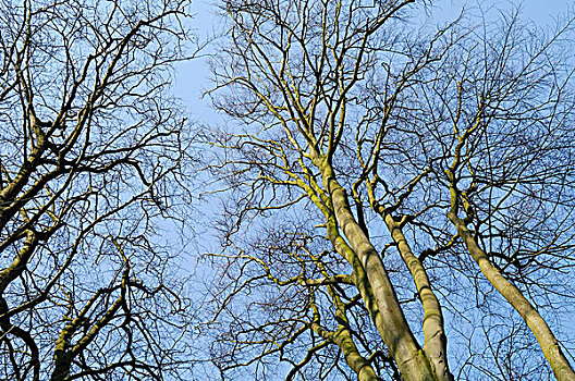 欧洲山毛榉,树,荷兰