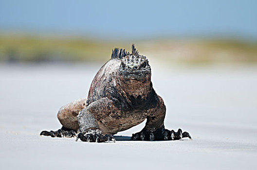 海鬣蜥,走,海滩,加拉帕戈斯群岛,厄瓜多尔