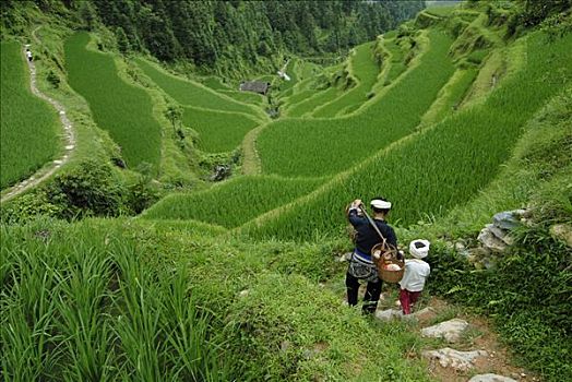 母子,少数民族,人,工作,稻田,贵州,南方,中国,亚洲