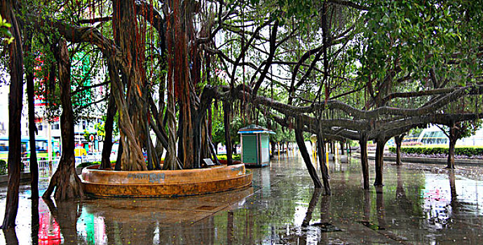 广西北海市广场,独木成林多根树
