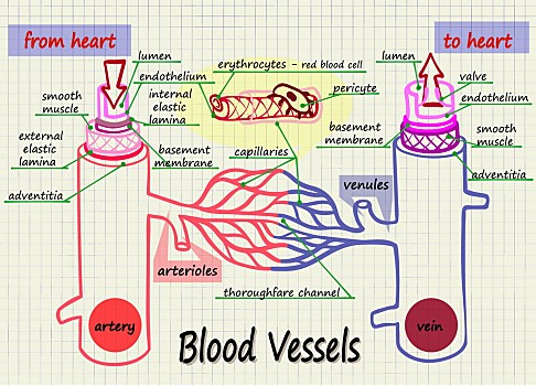arterioles图片