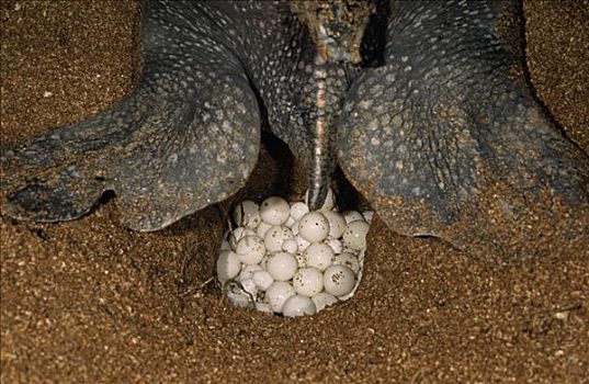 棱皮海龟,棱皮龟,雌性,产卵,夜晚,麦尔斯堡海滩,圭亚那