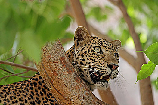 豹,树,伦滕波尔国家公园,拉贾斯坦邦,印度,亚洲